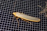 Manulea complana