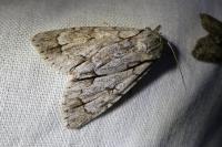 Acronicta psi/tridens