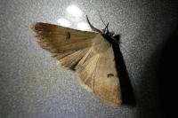 Lygephila craccae