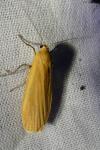 Wittia sororcula