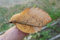 Gastropacha populifolia
