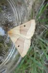 Crocallis elinguaria
