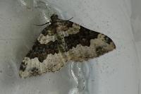 Epirrhoe galiata