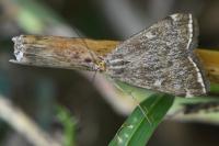 Loxostege sticticalis