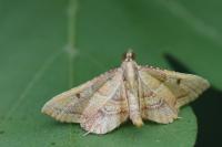 Endotricha flammealis