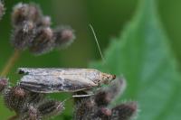 Selagia spadicella