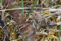 Autographa gamma