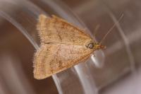 Psammotis pulveralis