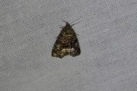 Deltote pygarga