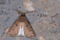 Agrotis bigramma