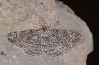 Alcis repandata