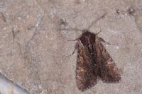 Apamea crenata