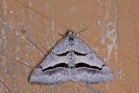 Digrammia rippertaria