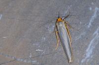 Eilema caniola