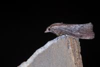 Galleria mellonella