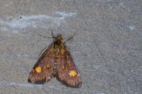 Pyrausta aurata