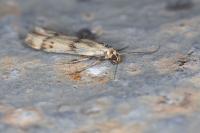 Homoeosoma sinuella