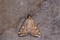 Loxostege sticticalis
