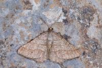 Isturgia murinaria