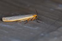 Eilema caniola