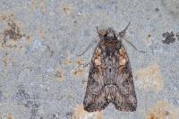 Bryophila raptricula