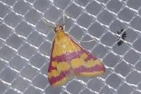 Pyrausta sanguinalis