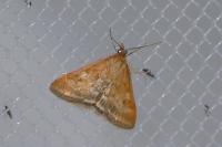 Pyrausta despicata