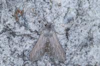 Cucullia lactucae