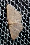Idaea distinctaria/eugeniata/predotaria