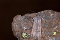Cucullia umbratica