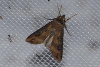 Agrotis ipsilon