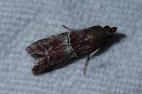 Alophia combustella