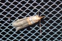Etiella zinckenella