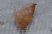 Watsonalla uncinula