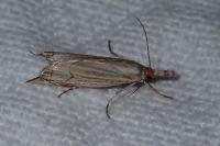 Metacrambus carectellus