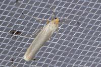 Eilema caniola