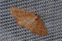 Idaea ochrata