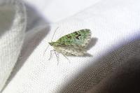 Chloroclystis v-ata