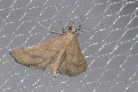 Metasia corsicalis