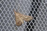 Metasia corsicalis