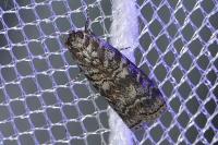 Dioryctria simplicella