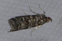 Dioryctria simplicella
