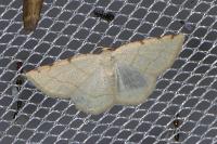 Stegania trimaculata