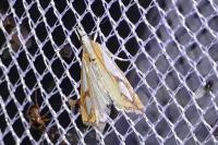 Catoptria pinella