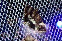 Tyta luctuosa