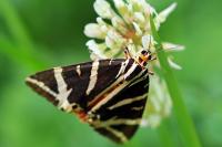 Euplagia quadripunctaria