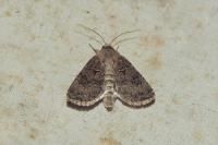 Agrotis bigramma