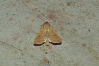 Mythimna vitellina