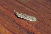 Gymnancyla canella