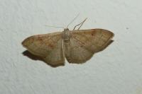 Idaea rubraria